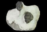 Morocconites Trilobite With Morocops - Ofaten, Morocco #137534-6